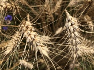 成熟小麦高清图片