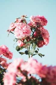 淡粉色蔷薇花图片