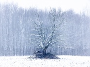 北方冬季白雪风景图片