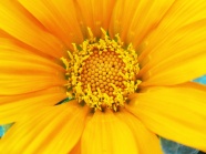 黄色的微距花朵图片
