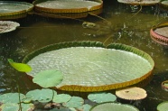 池塘莲蓬浮叶图片