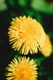高雅的黄色菊花图片