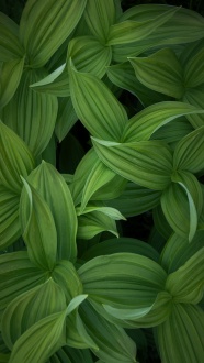 绿色植物叶子局部摄影图片