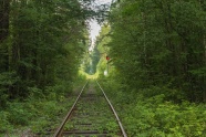 森林废弃铁路图片