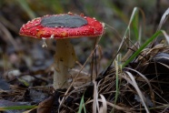 伞状野生红蘑菇图片