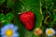 新鲜红草莓水果图片