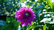 紫色大丽花花朵图片