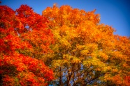 秋天枫树红叶风景图片