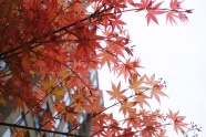 枫树枝红叶风景图片