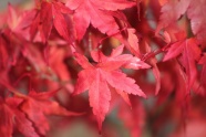 火红色枫树叶摄影图片