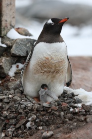 企鹅妈妈和小企鹅图片