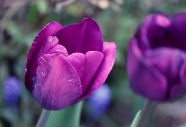 紫色郁金香摄影图片