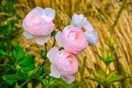 淡粉色漂亮玫瑰花图片
