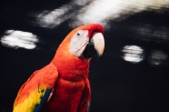 彩色观赏鹦鹉图片