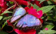 花朵上蓝色蝴蝶图片
