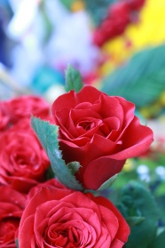 盛开的红玫瑰图片