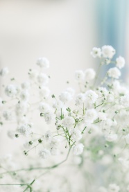 白色小清新花朵图片