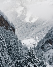 冬季雪域高山杉树林图片