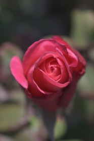 盛开的粉红玫瑰花图片