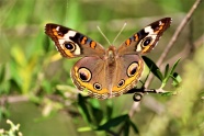热带蝴蝶昆虫图片