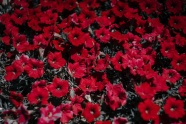 大红色碧冬茄花朵图片