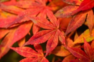 红枫树叶摄影图片素材