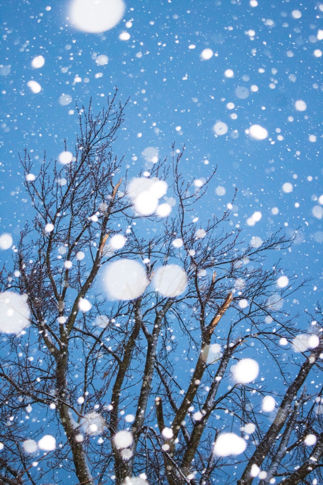 冬季雪花纷飞唯美图片