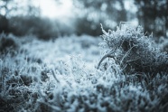 冬季黑白风景摄影图片