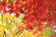 秋天火红枫树叶风景图片