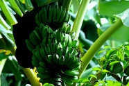 健康绿色香蕉串图片