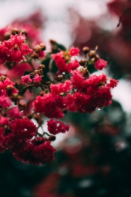 微距红色花卉图片