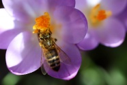 花朵上采花蜜的蜜蜂图片