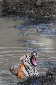 水中的老虎咆哮图片