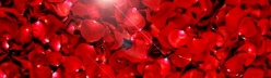 情人节红玫瑰花瓣背景图