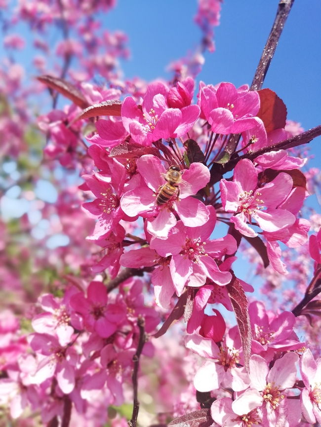 日本海棠树开花图片