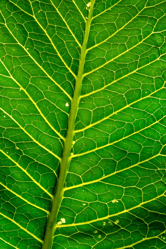 绿色树叶脉络底纹图片