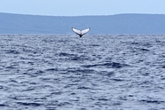 大海座头鲸图片