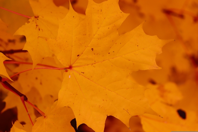 秋天枯黄的枫叶图片