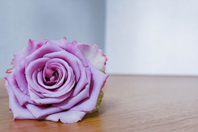一枝紫色玫瑰花图片
