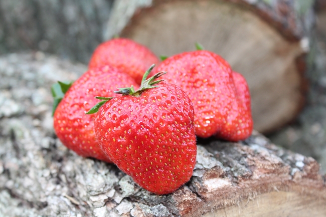 健康多汁红色草莓图片