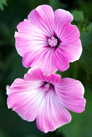 粉色锦葵花图片