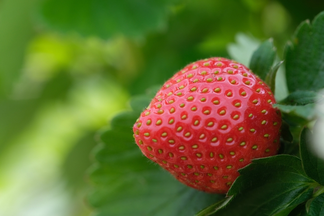 新鲜有机草莓图片