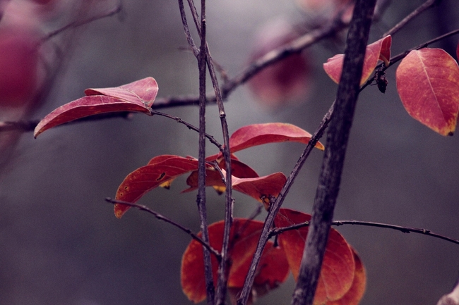 秋天树叶意境摄影图片