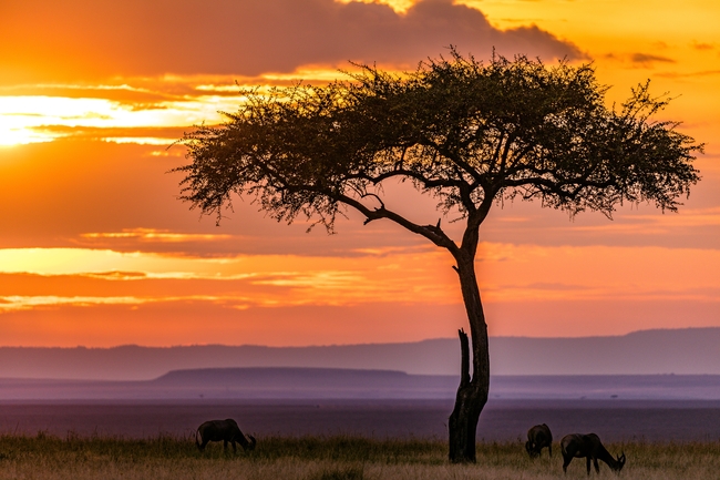 非洲肯尼亚黄昏美景图片