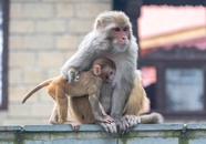 猴子妈妈和猴宝宝图片