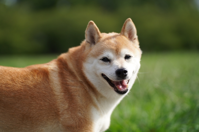 高清可爱日本柴犬图片