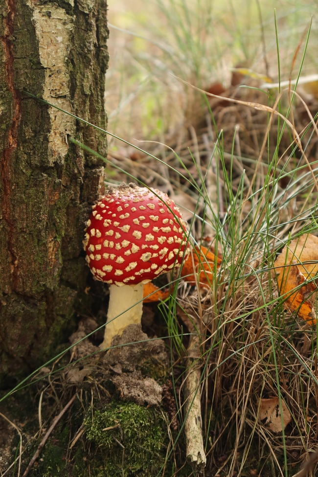 野生毒菌蘑菇图片