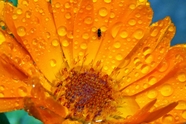 雨后金盏菊图片