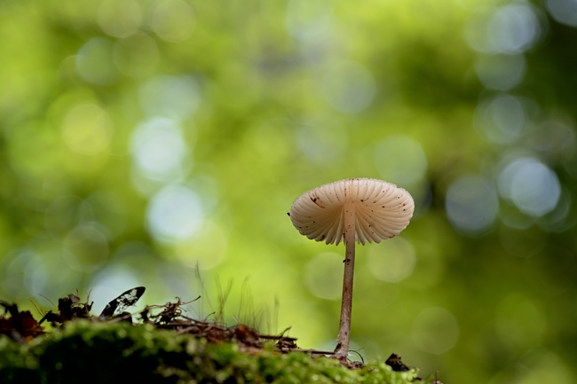 绿色丛林苔藓蘑菇图片