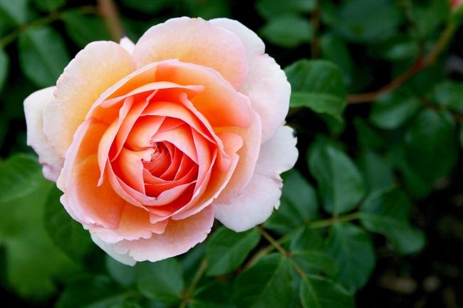 粉色玫瑰花观赏植物图片